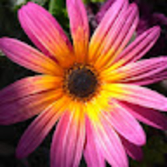 Meet your Posher, Jessica - Picture 1 of 1